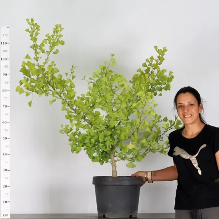 image supplémentaire - ARBRE DE JARDIN - GINKGO...
