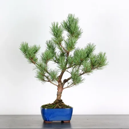 SCOTS PINE "PINUS SYLVESTRIS WATERERI" 1-11