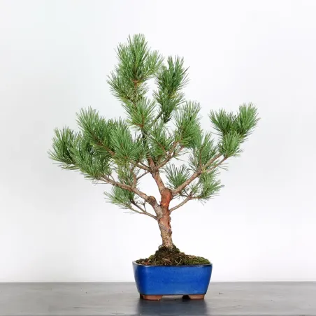 image supplémentaire - PIN SYLVESTRE " PINUS...