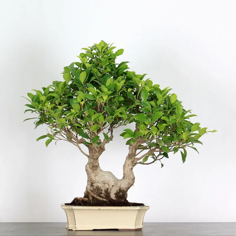 Bonsai Ficus Retusa FIR-1-5, 15 ans