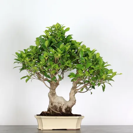 Bonsai Ficus Retusa FIR-1-5, 15 ans