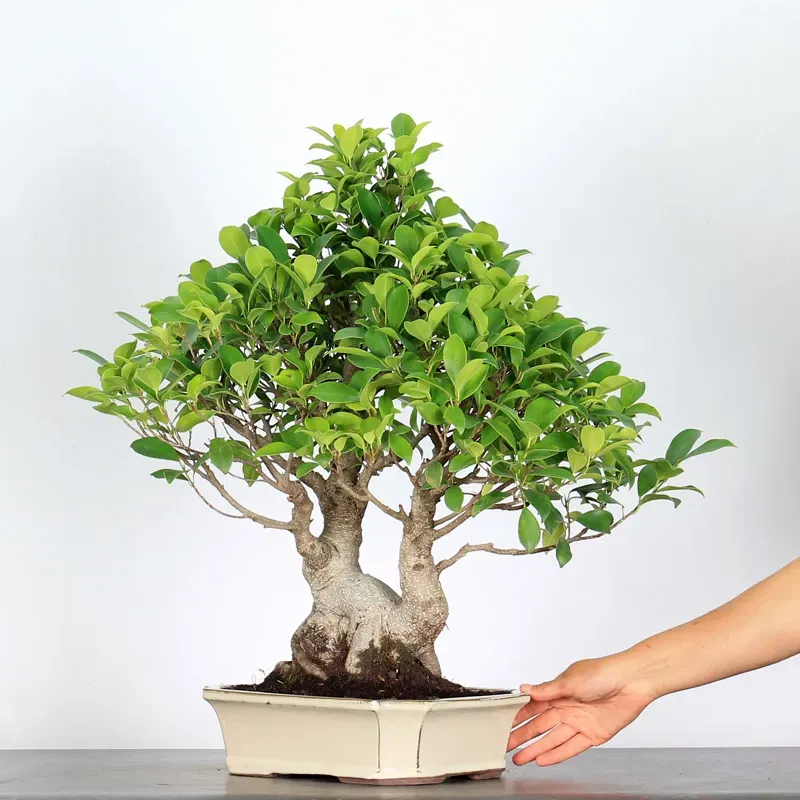 image supplémentaire - FICUS RÉTUSA 1-5