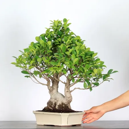 image supplémentaire - FICUS RÉTUSA 1-5