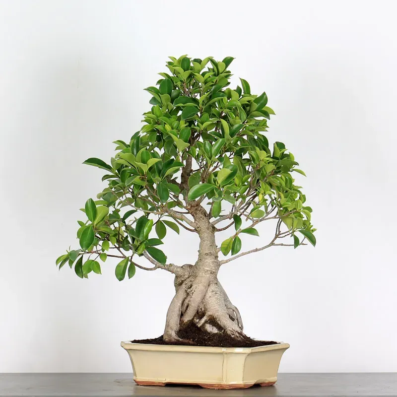image supplémentaire - FICUS RÉTUSA 1-6