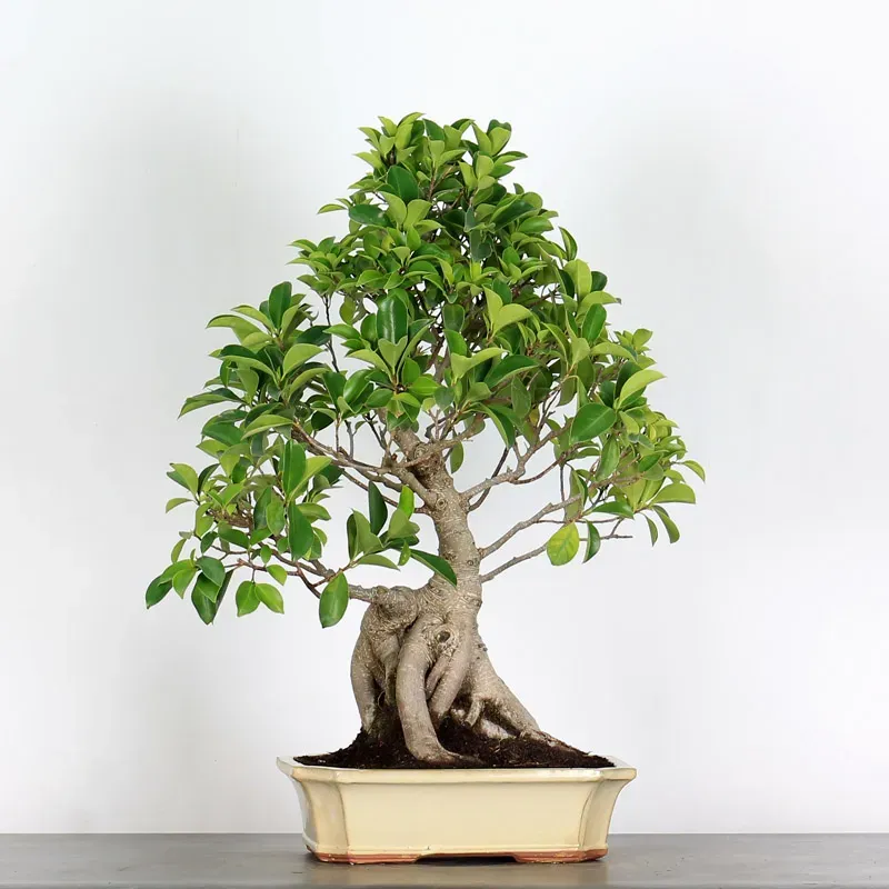 FICUS RÉTUSA 1-6