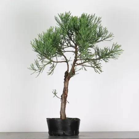 GIANT SEQUOIA "Sequoiadendron giganteum" 1-3