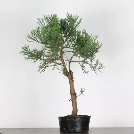 image supplémentaire - GIANT SEQUOIA...