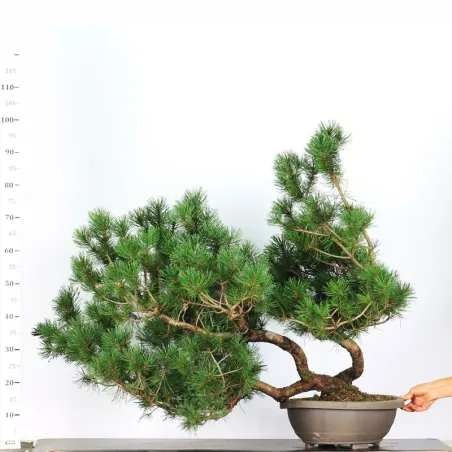 image supplémentaire - PREBONSAI PINUS MUGO 5-3