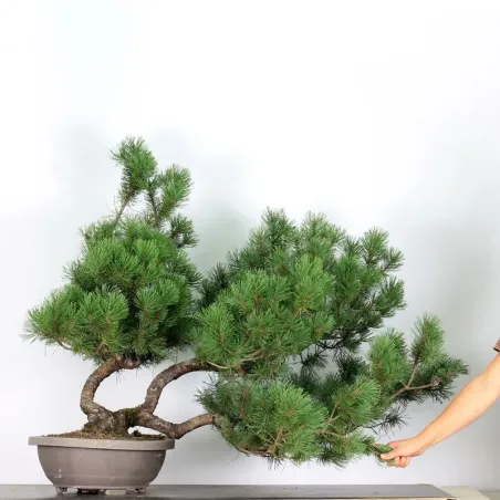 Pin mugo bonsai PM-5-3