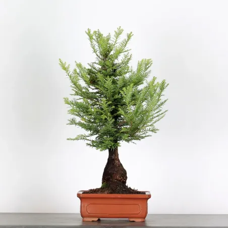 Bonsaï Sequoia Sempervirens