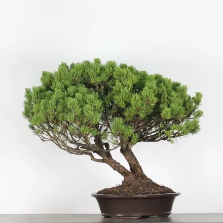 image supplémentaire - BONSAI PINUS MUGO 5-5