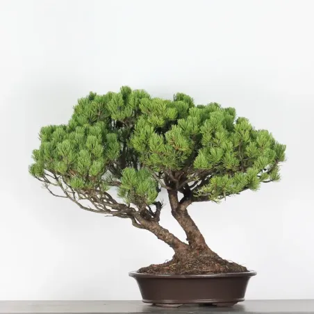 Mugo Bonsai Pine PM-5-5