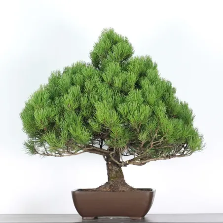 Mugo Bonsai Pine PM-5-6