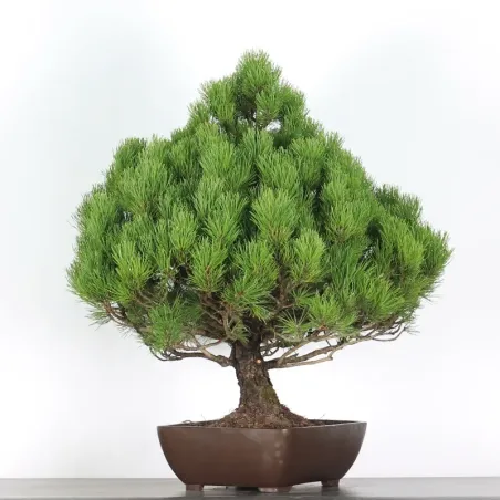 image supplémentaire - BONSAI PINUS MUGO 5-6