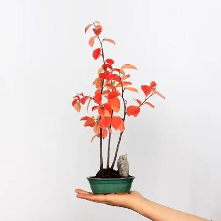QUINCE "CYDONIA OBLONGA" 1-3