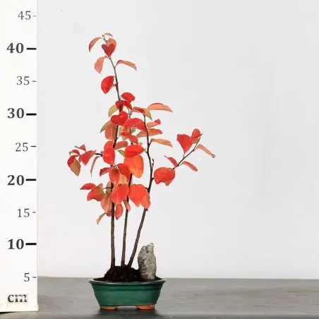 image supplémentaire - QUINCE "CYDONIA OBLONGA" 1-3