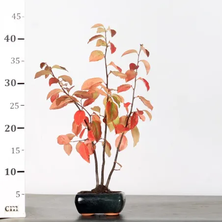 image supplémentaire - QUINCE "CYDONIA OBLONGA" 1-4