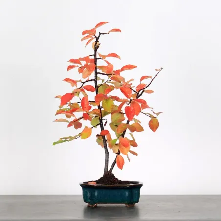 Quince "cydonia oblonga" 1-15