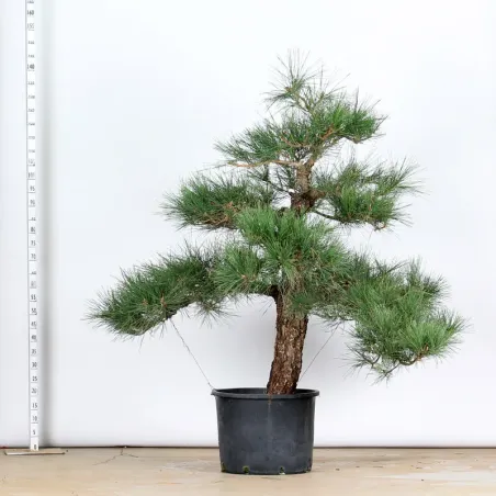 image supplémentaire - ARBRE DE JARDIN NIWAKI "PIN...