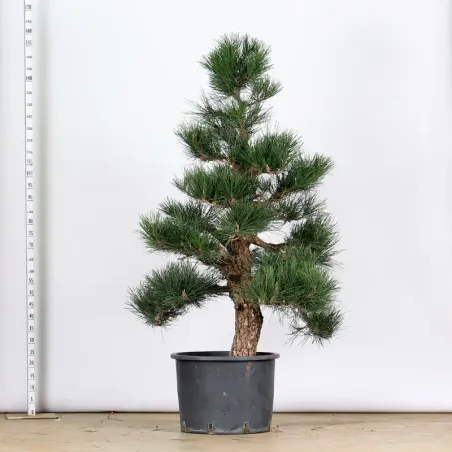 image supplémentaire - ARBRE DE JARDIN NIWAKI "PIN...
