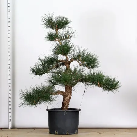 ARBRE DE JARDIN NIWAKI "PIN NOIR DU JAPON" 1-4