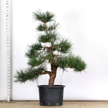 image supplémentaire - ARBRE DE JARDIN NIWAKI "PIN...