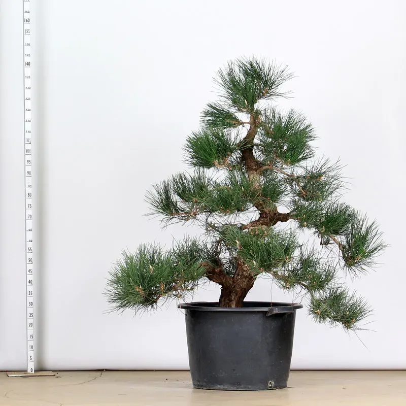 image supplémentaire - GARDEN TREE NIWAKI "PINUS...