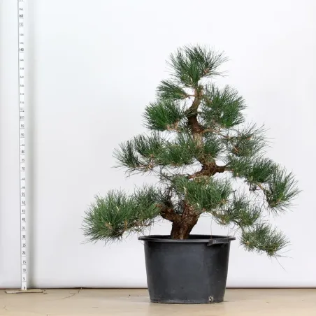 image supplémentaire - ARBRE DE JARDIN NIWAKI "PIN...