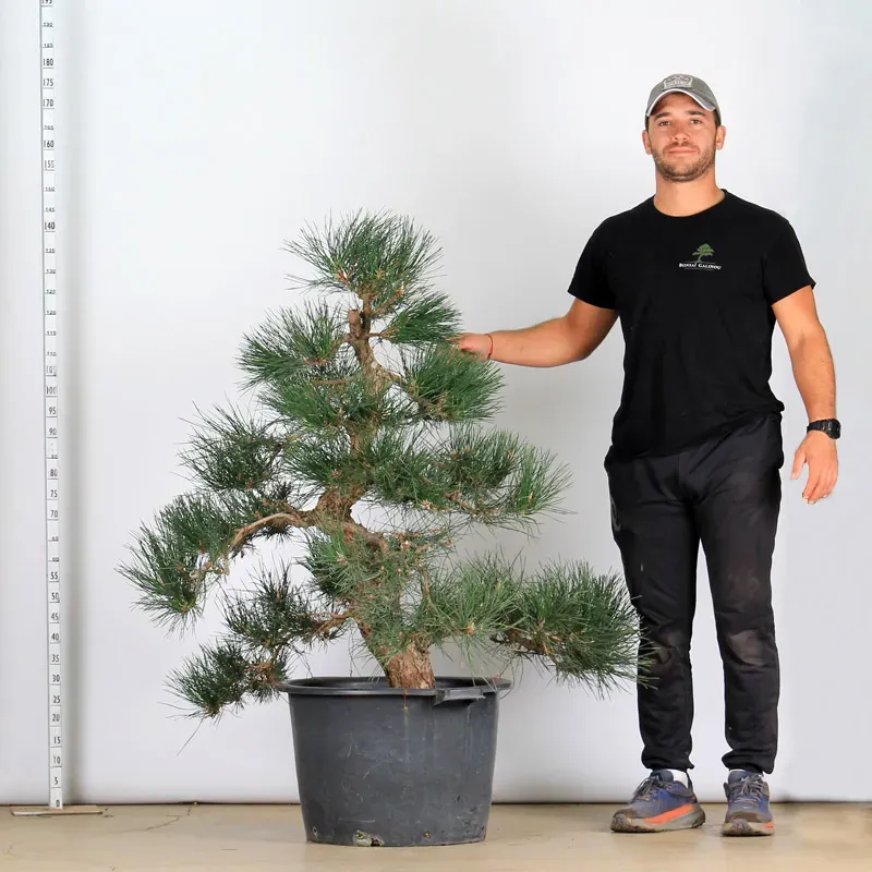 ARBRE DE JARDIN NIWAKI "PIN NOIR DU JAPON" 1-13