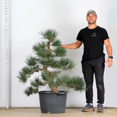 ARBRE DE JARDIN NIWAKI "PIN NOIR DU JAPON" 1-13