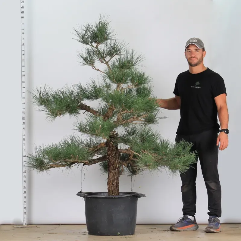 image supplémentaire - GARDEN TREE NIWAKI "PINUS...