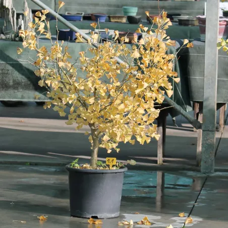 ARBRE DE JARDIN - GINKGO BILOBA "gold flame"1-1