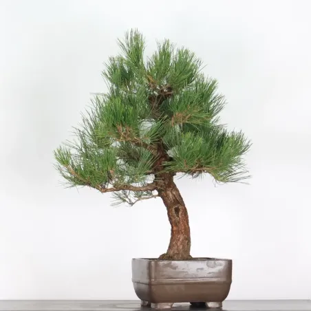image supplémentaire - JAPANESE BLACK PINE...