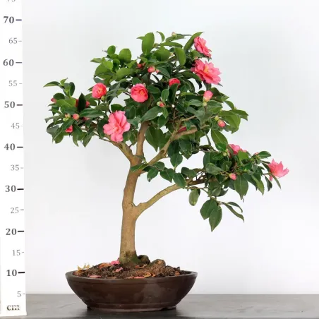 image supplémentaire - AUTUMN CAMELIA "SASANQUA" 1-5