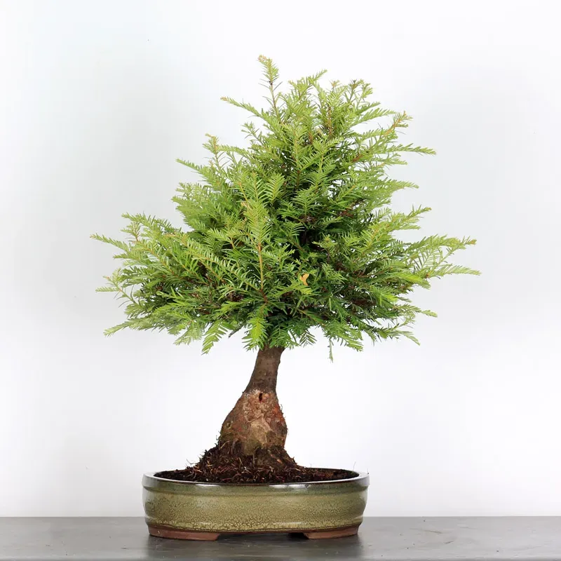 image supplémentaire - SEQUOIA SEMPERVIRENS 1-2