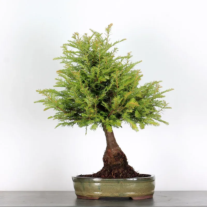 Bonsaï Sequoia Sempervirens