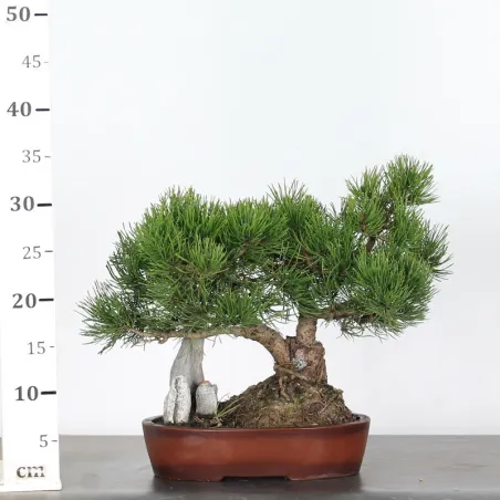 image supplémentaire - BONSAI PIN MUGO AVEC ROCHE 1-3