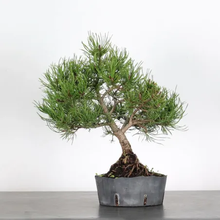 BONSAI PIN MUGO 1-21
