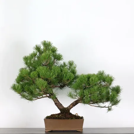 BONSAI PINUS MUGO 1-23