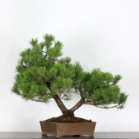 image supplémentaire - BONSAI PINUS MUGO 1-23