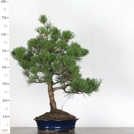 image supplémentaire - BONSAI PINUS MUGO 1-25