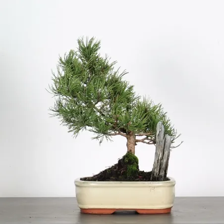 Mugo Bonsai Pine PM-1-2