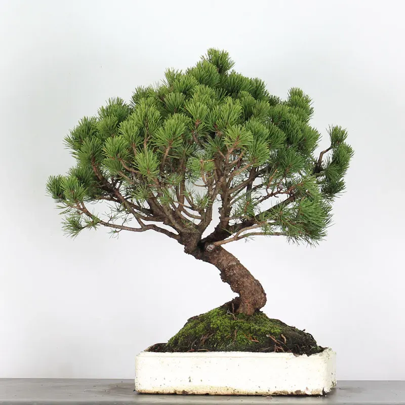 PREBONSAI PIN MUGO n°15