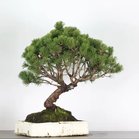 image supplémentaire - PREBONSAI "PINUS MUGO" n°15