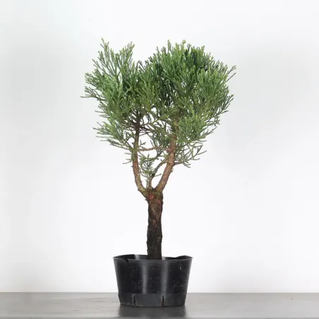 SEQUOIA GEANT "Sequoiadendron giganteum" 1-1