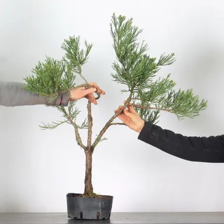 image supplémentaire - SEQUOIA GEANT...