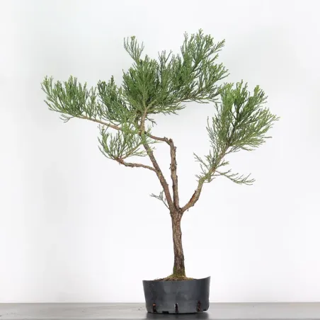 GIANT SEQUOIA "Sequoiadendron giganteum" 1-6