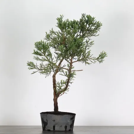 Giant sequoia "sequoiadendron giganteum" 1-7