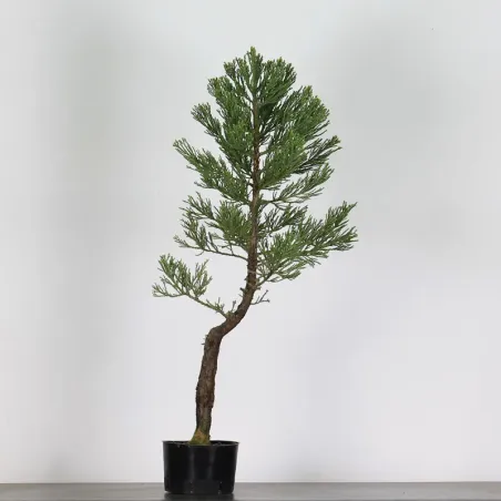 SEQUOIA GEANT "Sequoiadendron giganteum" 1-9