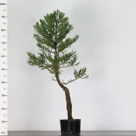 image supplémentaire - Giant sequoia...